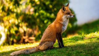 Red fox sitting green field - a red fox free wallpaper