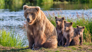 Bear cubs riverbank ecological puzzle - a bear free wallpaper