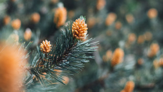 Pine tree cones bokeh christmas 2 - a pine tree free wallpaper