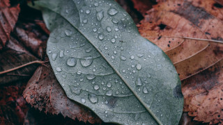 Fall leaf water droplets macro - a leaf free wallpaper for desktop