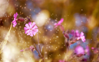 Pink flower bokeh macro tiltshift - a blurry background of grass free wallpaper