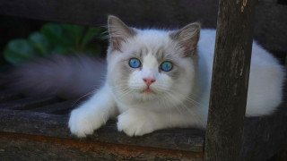 White cat blue eyes wooden - a wooden bench free wallpaper