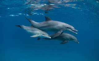 Dolphins ocean underwater sunlight person - daphne mcclure free wallpaper