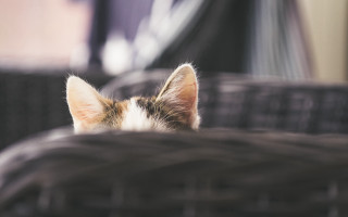 Cat laying chair ears closed - new objectivity free wallpaper