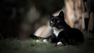 Black white cat grass yellow - a yellow eye free wallpaper