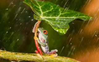 Frog branch rain leaf closeup - adrian zingg free wallpaper