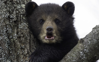 Black bear cub tree mouth - its mouth wide open free wallpaper
