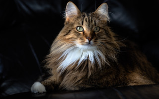 Fluffy white tail cat regal - regal free wallpaper