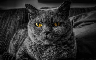 Black cat yellow eyes couch 4 - tone free wallpaper