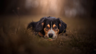 Dog grass light face eyes - a light shining free wallpaper