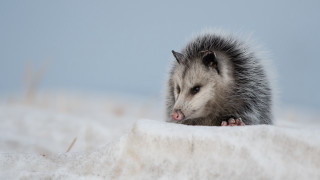 Hedgehog snow tongue open outdoors - aloysius okelly free wallpaper for desktop