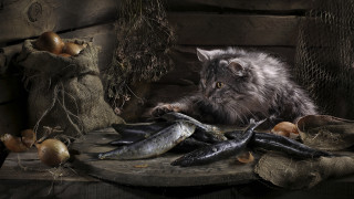 Cat fish mushrooms potatoes onions - david teniers iii free wallpaper