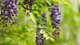 Purple flower forest bush morning - a tree branch in a forest free wallpaper