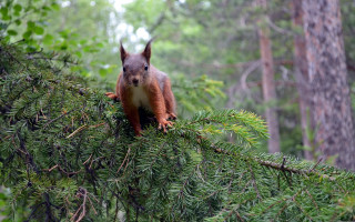 Squirrel branch forest smiling nature - a squirrel free wallpaper