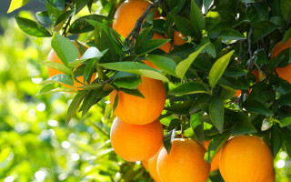 Oranges hanging tree leaves sunlight - sunlight free wallpaper for desktop