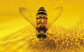 Bee flower yellow background autumn - a yellow background behind free wallpaper