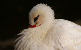 White bird red beak black - this image free wallpaper