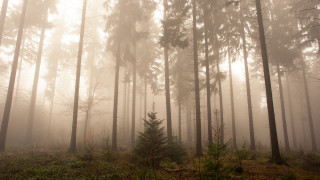 Foggy forest bushes trees light - free forest wallpaper