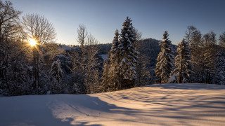 Snowy landscape trees sun shining 2 - the tree free wallpaper