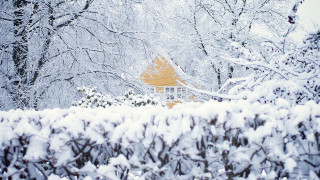 Snowy hanami woodland yellow roof - a house free wallpaper