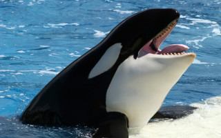 Black white whale open mouth - donald roller wilson free wallpaper