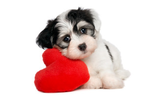Puppy red heart white background - puppy free wallpaper