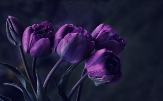 Purple flowers table dark wall - paper free wallpaper