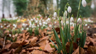 White flowers leaves forest bokeh - a forest of trees and bushes free wallpaper