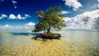Island tree ocean sky clouds 3 - amazing depth free wallpaper