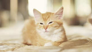 Orange cat bed blurry room - mannerism free wallpaper for desktop