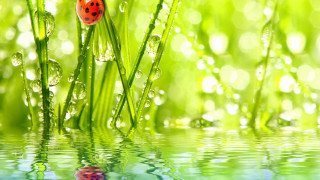 Ladybug green grass water drops - dew free wallpaper
