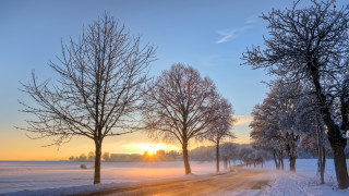 Snowy road trees sunset blue - tree and a sun free wallpaper