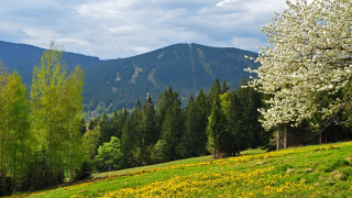 Field tree mountain flower sky - danube school free wallpaper