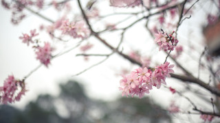 Pink cherry blossoms tiltshift sakura - a gray sky in the background free wallpaper