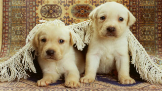Puppies rug blanket cute realistic - two puppy free wallpaper
