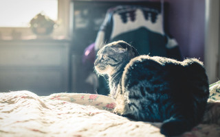 Cat bed mirror dresser light - light and space free wallpaper for desktop