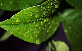 Green leaf water drops macro 37 - a green leaf free wallpaper for desktop