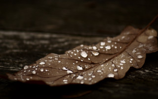 Leaf water droplets macro rain 2 - a leaf free wallpaper for desktop
