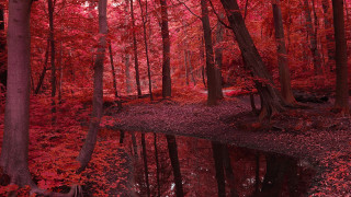 Pond trees red leaves bench - red leaf free wallpaper for desktop