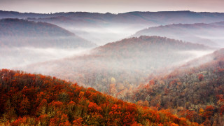 Mountain fog autumn leaves forest - alen divi free wallpaper