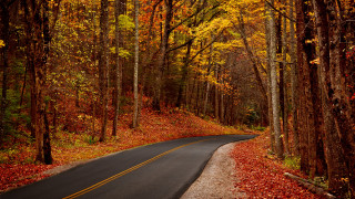 Forest road autumn leaves city - the side of it free wallpaper