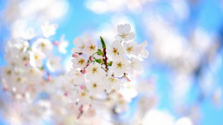 White flower cherry bloom bokeh - a few white flower free wallpaper