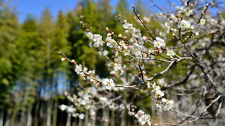 White flower tree bloom spring - bloom free wallpaper