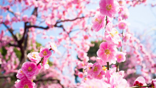 Pink cherry blossoms sakura spring - asai chū free wallpaper