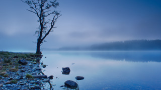 Lone tree shore lake night - alexander johnston free wallpaper