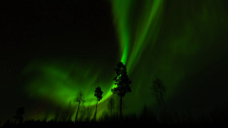 Green light forest night stars - atmospheric free wallpaper for desktop