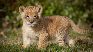 Small cub grass blurry background - a blurry background of trees and bushes free wallpaper