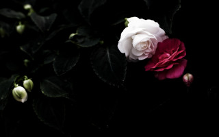 White red rose dark leaves - the stem free wallpaper