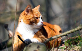 Cat branch woods blurry depth - the wood free wallpaper