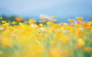 Yellow flowers blue sky blurry - ammi phillips free wallpaper